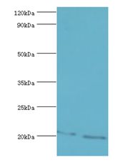 GLO1 / Glyoxalase I Antibody - Western blot. All lanes: GLO1 antibody at 2 ug/ml. Lane 1: HepG2 whole cell lysate. Lane 2: HeLa whole cell lysate. Secondary antibody: Goat polyclonal to rabbit at 1:10000 dilution. Predicted band size: 21 kDa. Observed band size: 21 kDa.