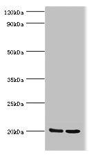 GLO1 / Glyoxalase I Antibody - Western blot All lanes: GLO1 antibody at 2µg/ml Lane 1: HepG2 whole cell lysate Lane 2: Hela whole cell lysate Secondary Goat polyclonal to rabbit IgG at 1/10000 dilution Predicted band size: 21, 20 kDa Observed band size: 21 kDa