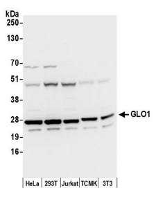 GLO1 / Glyoxalase I Antibody - Detection of human and mouse GLO1/Glyoxalase I by western blot. Samples: Whole cell lysate (50 µg) from HeLa, HEK293T, Jurkat, mouse TCMK-1, and mouse NIH 3T3 cells prepared using NETN lysis buffer. Antibody: Affinity purified rabbit anti-GLO1/Glyoxalase I antibody used for WB at 0.1 µg/ml. Detection: Chemiluminescence with an exposure time of 3 seconds.