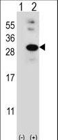 GLO1 / Glyoxalase I Antibody - Western blot of GLO1 (arrow) using rabbit polyclonal GLO1 Antibody. 293 cell lysates (2 ug/lane) either nontransfected (Lane 1) or transiently transfected (Lane 2) with the GLO1 gene.