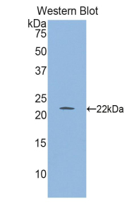 GLO1 / Glyoxalase I Antibody - Western blot of recombinant GLO1 / Glyoxalase I.  This image was taken for the unconjugated form of this product. Other forms have not been tested.