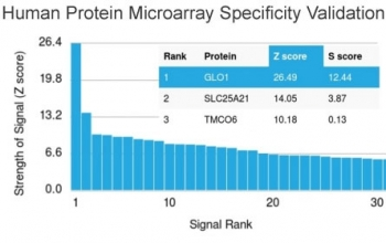 GLO1 / Glyoxalase I Antibody - Analysis of HuProt(TM) microarray containing more than 19,000 full-length human proteins using GLO1 antibody. These results demonstrate the foremost specificity of the CPTC-GLO1-1 mAb. Z- and S- score: The Z-score represents the strength of a signal that an antibody (in combination with a fluorescently-tagged anti-IgG secondary Ab) produces when binding to a particular protein on the HuProt(TM) array. Z-scores are described in units of standard deviations (SD's) above the mean value of all signals generated on that array. If the targets on the HuProt(TM) are arranged in descending order of the Z-score, the S-score is the difference (also in units of SD's) between the Z-scores. The S-score therefore represents the relative target specificity of an Ab to its intended target.