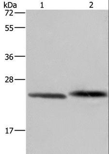 GLO1 / Glyoxalase I Antibody - Western blot analysis of Human prostate tissue and Raji cell, using GLO1 Polyclonal Antibody at dilution of 1:400.