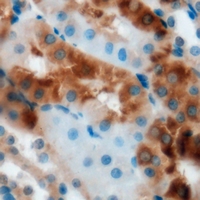 GLO1 / Glyoxalase I Antibody - Immunohistochemical analysis of Glyoxalase I staining in mouse kidney formalin fixed paraffin embedded tissue section. The section was pre-treated using heat mediated antigen retrieval with sodium citrate buffer (pH 6.0). The section was then incubated with the antibody at room temperature and detected using an HRP conjugated compact polymer system. DAB was used as the chromogen. The section was then counterstained with hematoxylin and mounted with DPX.