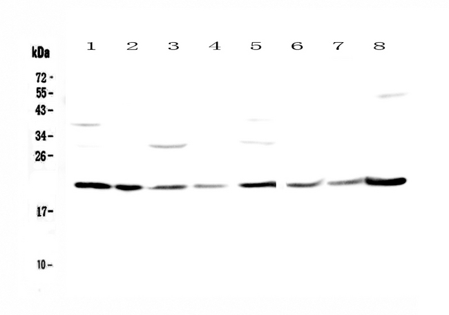GLO1 / Glyoxalase I Antibody - Western blot - Anti-GLO1/Glyoxalase I Picoband antibody