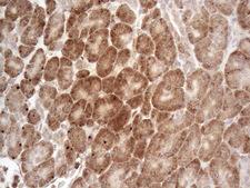GLOD2 / MCEE Antibody - Immunohistochemical staining of paraffin-embedded Human pancreas tissue within the normal limits using anti-MCEE mouse monoclonal antibody. (Heat-induced epitope retrieval by 1mM EDTA in 10mM Tris buffer. (pH8.5) at 120°C for 3 min. (1:150)