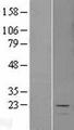 GLOD2 / MCEE Protein - Western validation with an anti-DDK antibody * L: Control HEK293 lysate R: Over-expression lysate