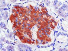 GLP1R / GLP-1 Receptor Antibody - Clone 1H4 human pancreas paraffin section