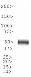 GLP1R / GLP-1 Receptor Antibody - Western Blot: GLP1R Antibody - WB analysis of GLP1R in human pancreas cell lysate.  This image was taken for the unconjugated form of this product. Other forms have not been tested.