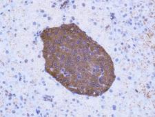 GLP1R / GLP-1 Receptor Antibody - Immunohistochemistry: GLP1R Antibody - IHC analysis of GLP1R in mouse pancreas using DAB with hematoxylin counterstain.  This image was taken for the unconjugated form of this product. Other forms have not been tested.