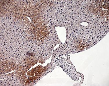 GLP2 Antibody - Anti-Moues Glucagon (10 µg/ml) staining in a mouse liver formalin-fixed, paraffin-embedded tissue section. Cytoplasmic staining is observed on periportal hepatocytes and hepatocytes at the periphery of the centrilobular vein.