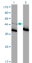 GLRA1/Glycine Receptor Alpha 1 Antibody - Western Blot analysis of GLRA1 expression in transfected 293T cell line by GLRA1 monoclonal antibody (M01), clone 2E6.Lane 1: GLRA1 transfected lysate(51.7 KDa).Lane 2: Non-transfected lysate.