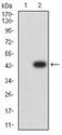 GLRA1/Glycine Receptor Alpha 1 Antibody - Western blot analysis using GLRA1 mAb against HEK293 (1) and GLRA1 (AA: extra 29-154)-hIgGFc transfected HEK293 (2) cell lysate.