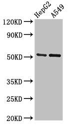 GLRA1/Glycine Receptor Alpha 1 Antibody - Western Blot Positive WB detected in:HepG2 whole cell lysate,A549 whole cell lysate All Lanes:GLRA1 antibody at 2.7µg/ml Secondary Goat polyclonal to rabbit IgG at 1/50000 dilution Predicted band size: 53,52 KDa Observed band size: 53 KDa