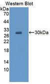 GLRA2 Antibody - Western Blot; Sample: Recombinant protein.