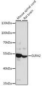 GLRA2 Antibody - Western blot analysis of extracts of various cell lines using GLRA2 Polyclonal Antibody at dilution of 1:1000.