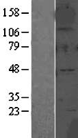 GLRA2 Protein - Western validation with an anti-DDK antibody * L: Control HEK293 lysate R: Over-expression lysate