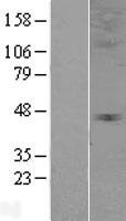 GLRA3 Protein - Western validation with an anti-DDK antibody * L: Control HEK293 lysate R: Over-expression lysate