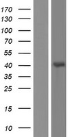 GLRA4 Protein - Western validation with an anti-DDK antibody * L: Control HEK293 lysate R: Over-expression lysate