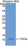 GLRX / Glutaredoxin Antibody - Western blot of GLRX / Glutaredoxin antibody.