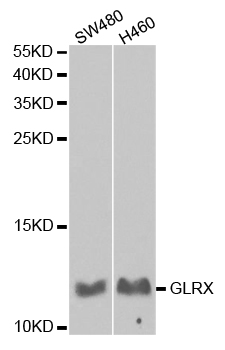 GLRX / Glutaredoxin Antibody - Western blot analysis of extracts of various cell lines, using GLRX antibody.