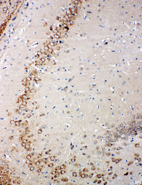 GLRX2 / Glutaredoxin 2 Antibody - GLRX2 / Glutaredoxin 2 antibody. IHC(P): Rat Brain Tissue.