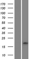 GLRX2 / Glutaredoxin 2 Protein - Western validation with an anti-DDK antibody * L: Control HEK293 lysate R: Over-expression lysate