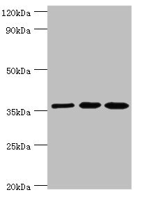 GLRX3 / Glutaredoxin 3 Antibody - Western blot All lanes: Glutaredoxin-3 antibody at 10µg/ml Lane 1: Rat brain tissue Lane 2: HepG2 whole cell lysate Lane 3: Hela whole cell lysate Secondary Goat polyclonal to rabbit IgG at 1/10000 dilution Predicted band size: 37 kDa Observed band size: 37 kDa