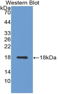 GLRX3 / Glutaredoxin 3 Antibody - Western blot of recombinant GLRX3 / Glutaredoxin 3.