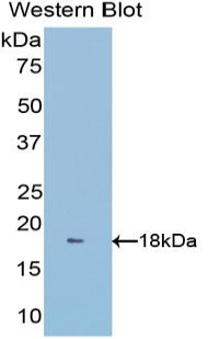 GLRX3 / Glutaredoxin 3 Antibody - Western blot of recombinant GLRX3 / Glutaredoxin 3.  This image was taken for the unconjugated form of this product. Other forms have not been tested.