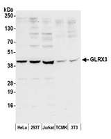 GLRX3 / Glutaredoxin 3 Antibody - Detection of human and mouse GLRX3 by western blot. Samples: Whole cell lysate (50 µg) from HeLa, HEK293T, Jurkat, mouse TCMK-1, and mouse NIH 3T3 cells prepared using NETN lysis buffer. Antibody: Affinity purified rabbit anti-GLRX3 antibody used for WB at 0.1 µg/ml. Detection: Chemiluminescence with an exposure time of 30 seconds.
