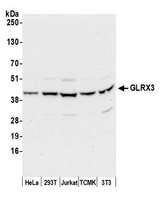 GLRX3 / Glutaredoxin 3 Antibody - Detection of human and mouse GLRX3 by western blot. Samples: Whole cell lysate (50 µg) from HeLa, HEK293T, Jurkat, mouse TCMK-1, and mouse NIH 3T3 cells prepared using NETN lysis buffer. Antibody: Affinity purified rabbit anti-GLRX3 antibody used for WB at 0.1 µg/ml. Detection: Chemiluminescence with an exposure time of 10 seconds.