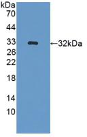 GLRX3 / Glutaredoxin 3 Antibody