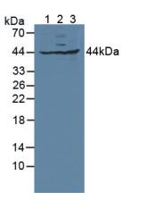 GLRX3 / Glutaredoxin 3 Antibody