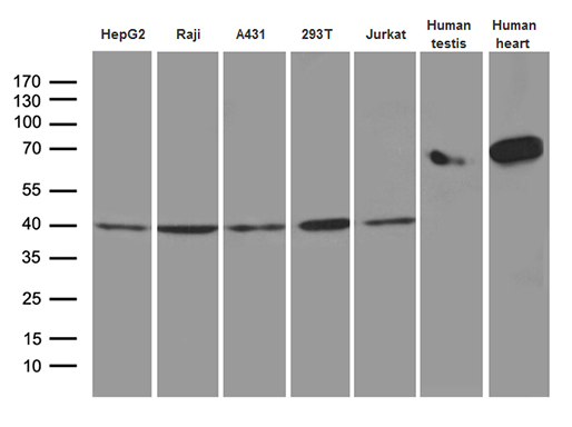 GLRX3 / Glutaredoxin 3 Antibody - Western blot analysis of extracts. (35ug) from 5 different cell lines and 2 different tissue lysates by using anti-GLRX3 monoclonal antibody. (1:500)