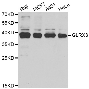 GLRX3 / Glutaredoxin 3 Antibody - Western blot analysis of extracts of various cell lines.