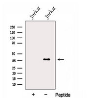 GLRX3 / Glutaredoxin 3 Antibody - Western blot analysis of extracts of Jurkat cells using GLRX3 antibody. The lane on the left was treated with blocking peptide.