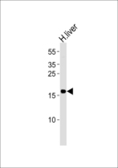 GLRX5 / Glutaredoxin 5 Antibody - Western blot of lysate from human liver tissue lysate with GLRX5 Antibody. Antibody was diluted at 1:1000. A goat anti-rabbit IgG H&L (HRP) at 1:5000 dilution was used as the secondary antibody. Lysate at 35 ug.