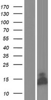GLRX5 / Glutaredoxin 5 Protein - Western validation with an anti-DDK antibody * L: Control HEK293 lysate R: Over-expression lysate