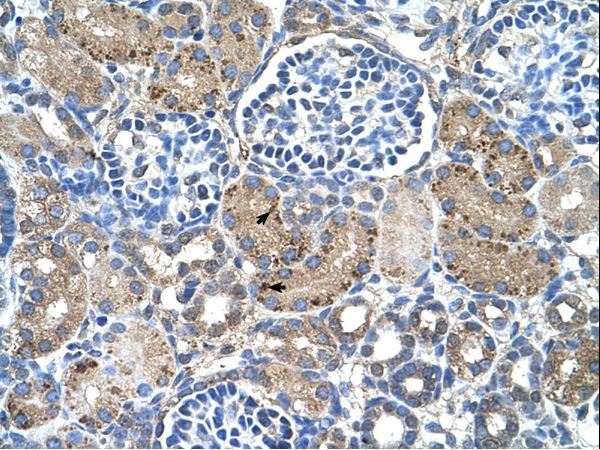 GLS2 / Glutaminase 2 Antibody - GLS2 / Glutaminase 2 antibody GLS2(glutaminase 2 (liver, mitochondrial)) Antibody was used in IHC to stain formalin-fixed, paraffin-embedded human kidney.  This image was taken for the unconjugated form of this product. Other forms have not been tested.