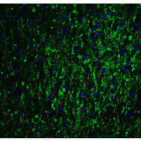 GLS2 / Glutaminase 2 Antibody - Immunofluorescence of GLS2 in mouse brain tissue with GLS2 Antibodyat 20 µg/mL.Green: GLS2 antibody  Red: Phylloidin staining Blue: DAPI staining