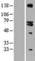 GLS2 / Glutaminase 2 Protein - Western validation with an anti-DDK antibody * L: Control HEK293 lysate R: Over-expression lysate