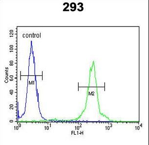 GLT8D2 Antibody - GL8D2 Antibody flow cytometry of 293 cells (right histogram) compared to a negative control cell (left histogram). FITC-conjugated goat-anti-rabbit secondary antibodies were used for the analysis.