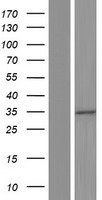 GLTPD2 Protein - Western validation with an anti-DDK antibody * L: Control HEK293 lysate R: Over-expression lysate