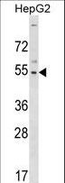 GLTSCR2 Antibody - GLTSCR2 Antibody western blot of HepG2 cell line lysates (35 ug/lane). The GLTSCR2 antibody detected the GLTSCR2 protein (arrow).