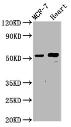 GLTSCR2 Antibody - Western Blot Positive WB detected in: MCF-7 whole cell lysate, Rat heart tissue All Lanes: NOP53 antibody at 4.8µg/ml Secondary Goat polyclonal to rabbit IgG at 1/50000 dilution Predicted band size: 55 KDa Observed band size: 55 KDa