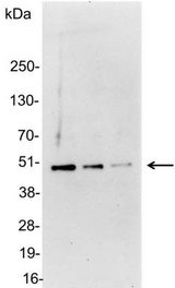 Glu-Glu Tag Antibody - Detection of Glu-Glu-tagged protein in 200, 100, and 50ng of E. coli lysate containing tagged fusion protein