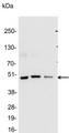 Glu-Glu Tag Antibody - Detection of Glu-Glu-tagged protein in E. coli lysate containing 200, 100, and 50ng of tagged protein