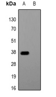 Glu-Glu Tag Antibody - Western blot analysis of Anti-Glu-Glu-tag Antibody against HEK293T cells transfected with vector overexpressing Glu-Glu tag (A) and untransfected (B).