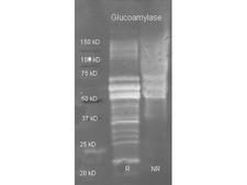 Glucoamylase Antibody - Goat anti Glucoamylase antibody was used to detect purified glucoamylase under reducing (R) and non-reducing (NR) conditions. Reduced samples of purified target proteins contained 4% BME and were boiled for 5 minutes. Samples of ~1ug of protein per lane were run by SDS-PAGE. Protein was transferred to nitrocellulose and probed with 1:3000 dilution of primary antibody. Detection shown was using Dylight 488 conjugated Donkey anti goat. Images were collected using the BioRad VersaDoc System